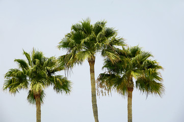 Fototapeta na wymiar Three palms and clear sky.