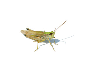 Sauterelle isolée sur fond blanc