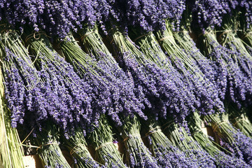 Fête et marché de la lavande en Provence © Olivier-Tuffé