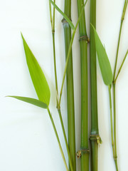 bamboo fresh