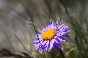 Arnica