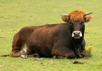 Fototapeta premium Bull
