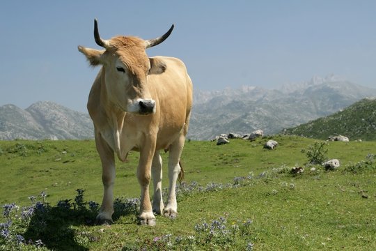 Cow