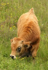 Cow