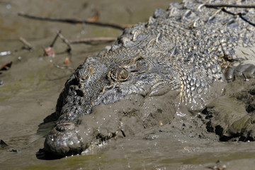 salt water crocodile