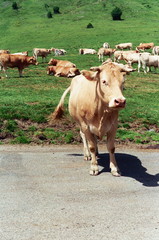 La vache pyrénéenne