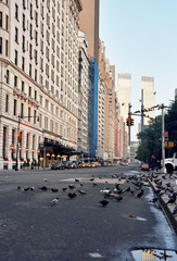 Cityscape with Pigeons