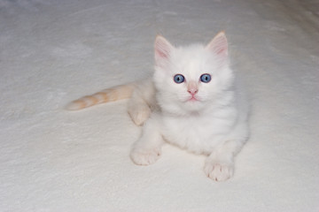 White flame point blue eyes kitten looking at the camera .