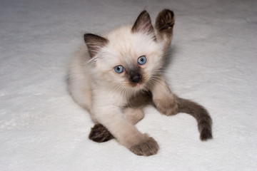 funny blue eyes Siamese kitten looking into camera