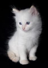 Doll-Face white flame point kitten on the black background.