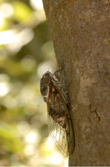 Zikade auf Port Cros
