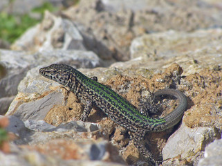 Lizard sunning on the rocks (Ibiza)