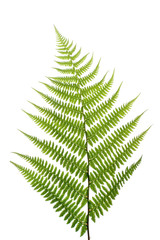 Leaf of a fern on a white background close up © Andrey Semenov