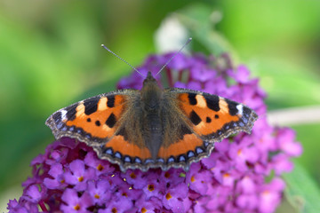 Small Tortoiseshell on Buddliea
