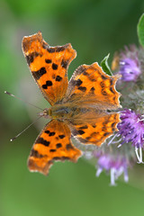 Comma butterfly