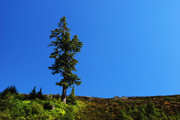 douglas fir tree on mountain, mt. baker park - obrazy, fototapety, plakaty