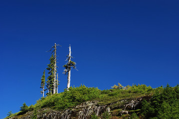 Obraz premium douglas fir trees on mountain, mt. baker park