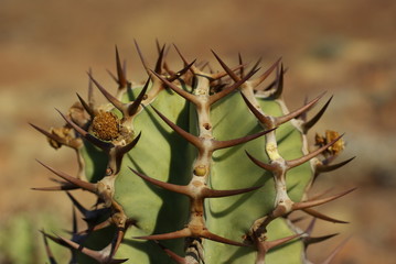 Euphorbe ressemblant à un cactus 