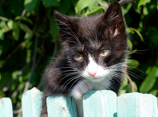 black and white kitten look out from the fence
