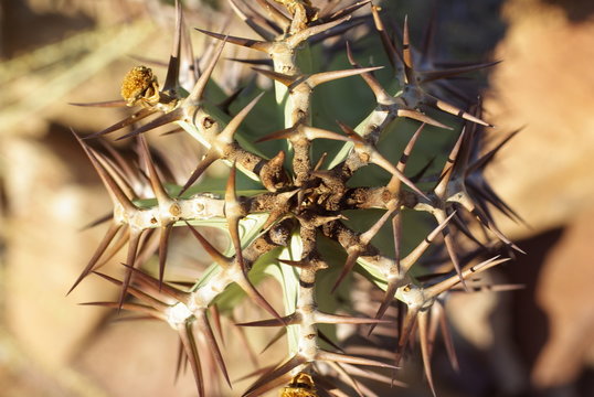 Euphorbe ressemblant à un cactus vue de dessus