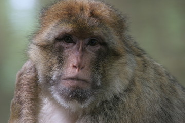macaque de barbarie