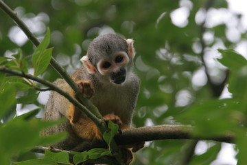 saimiri dans un arbre