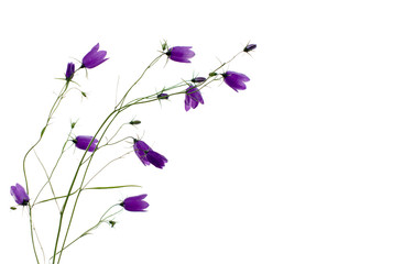 template pattern of bellflowers