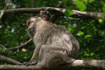 Naklejka na ściany i meble macaque femelle et son petit