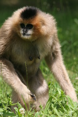 gibbon lard