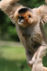 Naklejka premium gibbon lars
