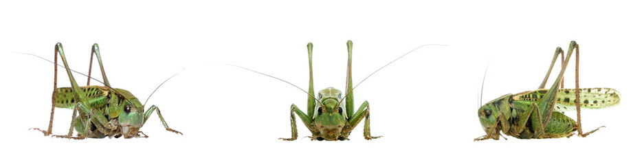 three poses of the same grasshopper