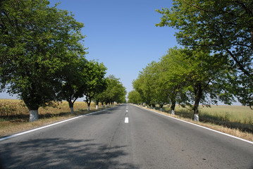 Naklejka premium empty road with trees an blue sky