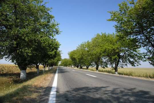 empty road with trees an blue sky