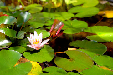 schöne weisse Seerose in einem kleinen Teich