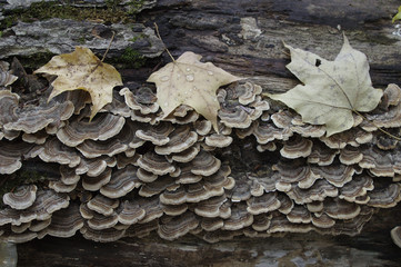 Fungi and dry leaves on an old log