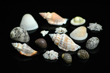 Various sea shells