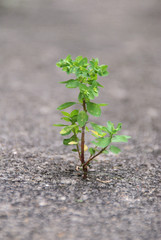 Asphaltpflanze
