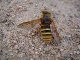 The bee on ground
