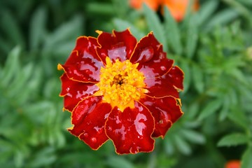 Tagetes