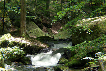 Wildbach