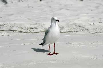 Obraz premium seagull 