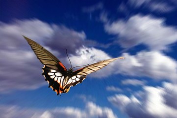 Fototapeta na wymiar Butterfly na niebie