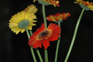 flowers in night