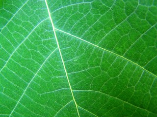 Leaf