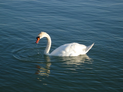 Schwan auf dem Starnberger See