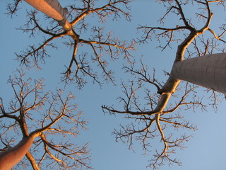 trois cimes de baobab sur ciel