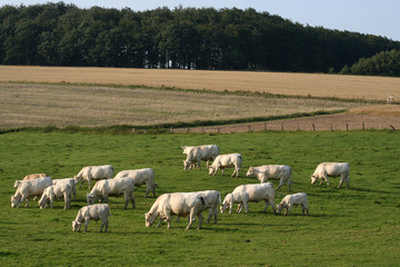 Fototapeta premium Landleben