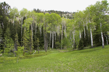 Grove of Quaking Aspens trees high in the mountains
