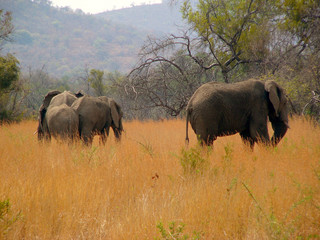 Obraz premium Elephants