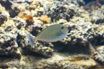 Fototapeta na wymiar An under water photo of a fish